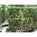 Commercial Hydroponics System for Tomatoes Growing